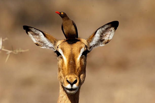istockphoto-493586206-612x612.jpg