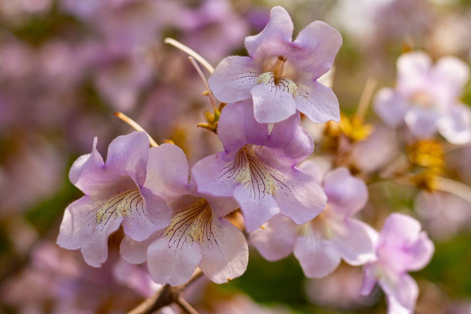 kiri-tree flowers.jpeg