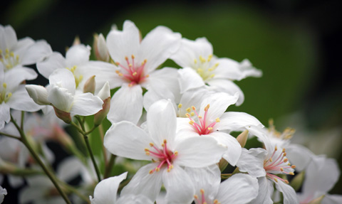 tung-hakka-flowers.jpeg