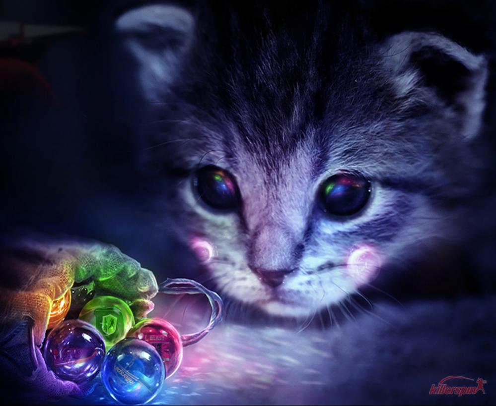 Wonderous Cat.jpg