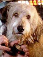 einsteinsheepdog.jpg