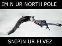 sniper cat.jpg