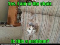 cat17.jpg