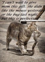 Cat cant wait.jpg Cat cant wait.jpg