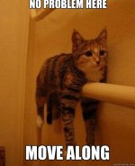 cat no problem.jpg