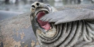 yawn.jpg