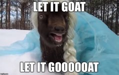 goat1.jpg