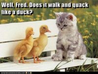 cat duck 1.jpg cat duck 1.jpg
