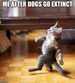 cat walking 1.jpg