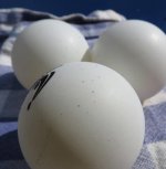 Specs of blue paint on balls.jpg Specs of blue paint on balls.jpg