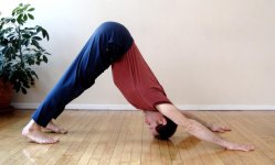 Downward Facing Dog.jpg Downward Facing Dog.jpg