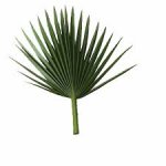 palm1.jpg