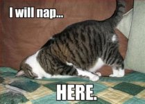 27-I-will-nap-here-cat-meme.jpg