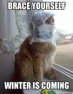 winter-is-coming-cat.jpg