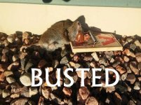 Busted11.jpg