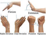 Flexion.Extension.Pronation.Supination.jpg Flexion.Extension.Pronation.Supination.jpg