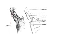 Triceps_Pain.jpg