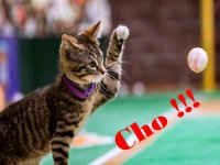 Cat-Cho 2.jpg