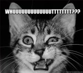 funny-cat-pics-whut.jpg
