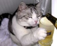 cat beer 1.jpg