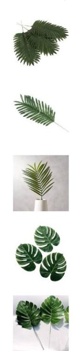 Palm.JPG Palm.JPG