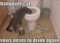 cat hangover 1.jpg cat hangover 1.jpg