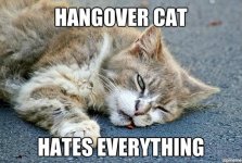 cat hangover 2.jpg cat hangover 2.jpg