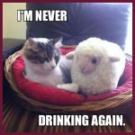 cat hangover 3.jpg cat hangover 3.jpg