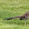 roadrunner