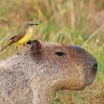 capivara