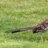 roadrunner