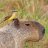 capivara