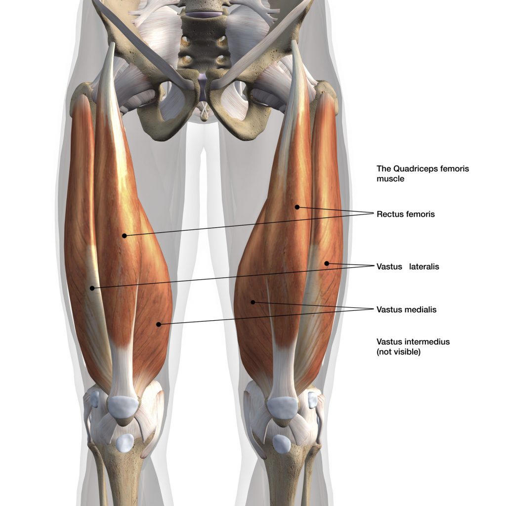 quadriceps%201024x1024%201%20jpeg.jpeg